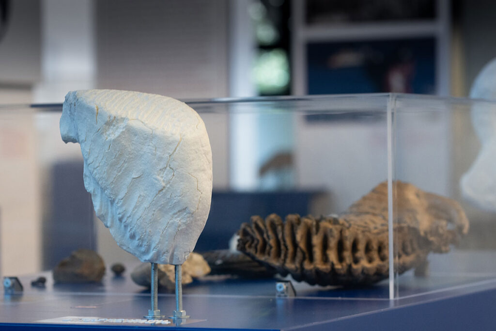 Fossilien in Tischvirine